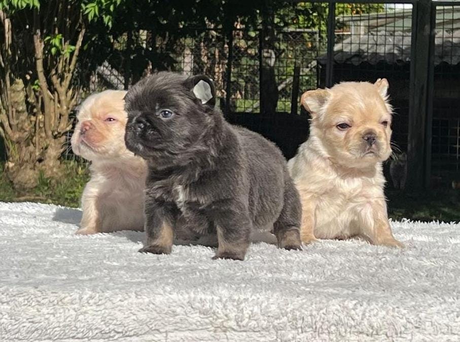 Bulldogs Flufflys