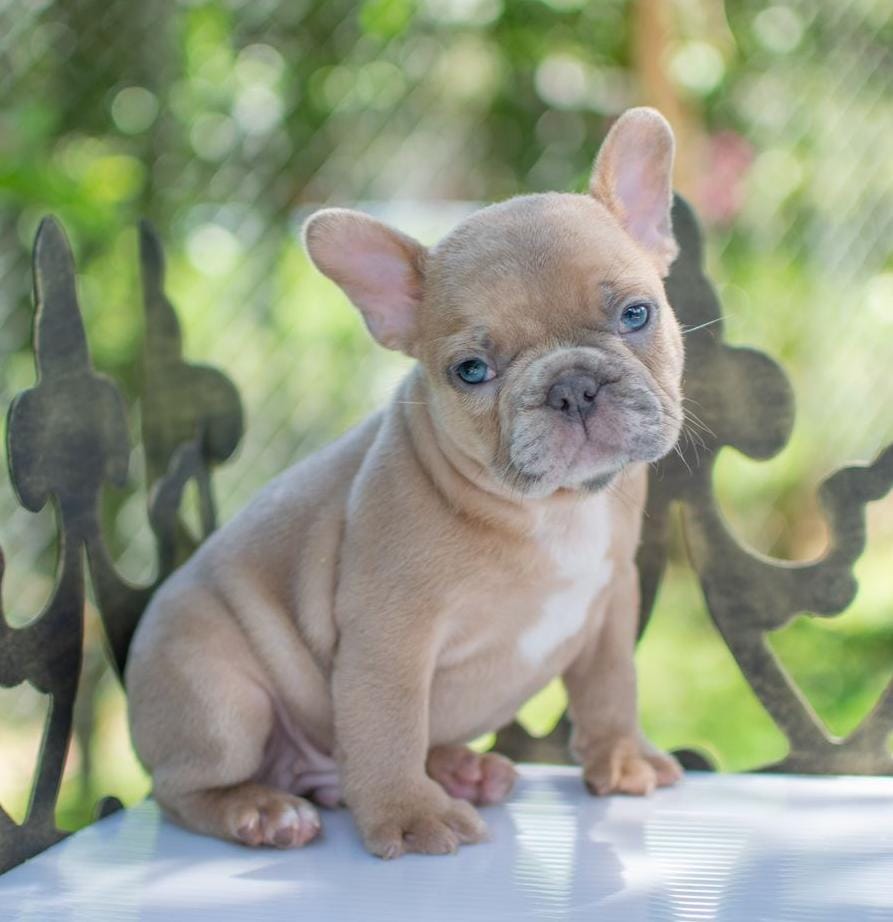 Macho Color Fawn
