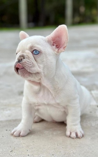 Macho Color Lilac Platinum