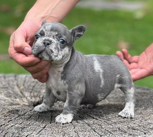 Macho Color Blue Merle